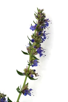 Ysop,  Hyssopus officinalis