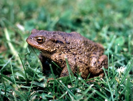 Kroete, Bufo bufo, Erdkroete
