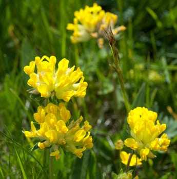 Wundklee, Anthyllis vulneraria