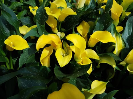 Zantedeschia, gelbe, Blueten