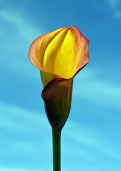Zantedeschia, aethiopica, Zimmercalla, Calla