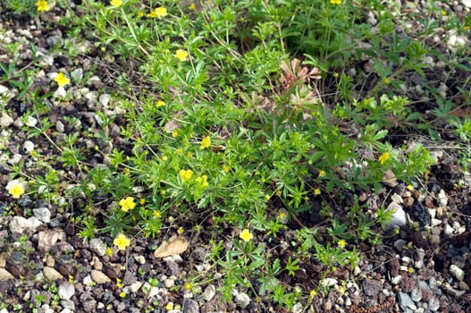 Kriechendes Fingerkraut, Potentilla reptans