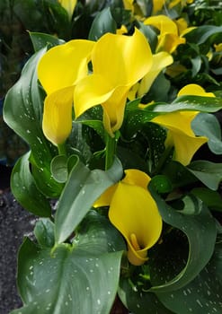 Zantedeschia, gelbe, Blueten