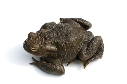 Kroete, Bufo bufo, Erdkroete