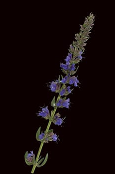 Ysop, Hyssopus, officinalis