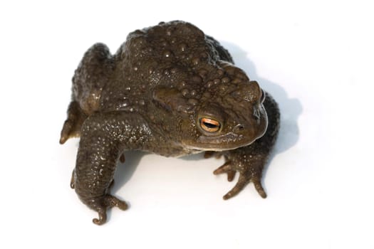 Kroete, Bufo bufo, Erdkroete
