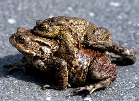 Kroete, Bufo bufo, Erdkroete
