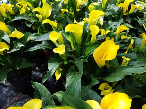 Zantedeschia, gelbe, Blueten