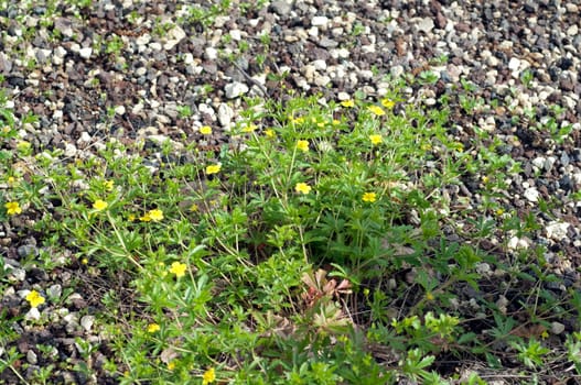 Kriechendes Fingerkraut, Potentilla reptans