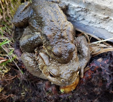 Kroeten Bufo bufo, bei der Paarung im Fruehling. Kroeten Bufo bufo, mating in spring.