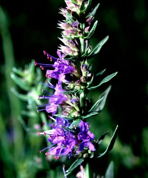 Ysop, Hyssopus officinalis.
