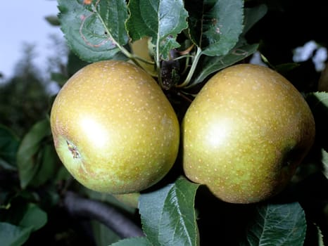 Zabergaeurenette  Apfel