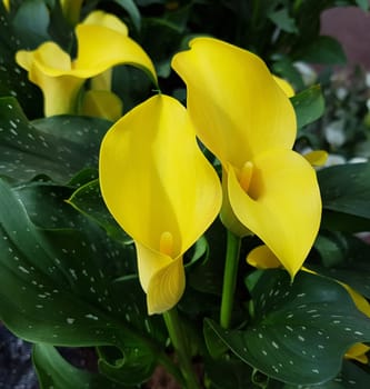 Zantedeschia, gelbe, Blueten