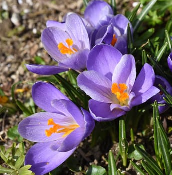 Botanischer, Krokus, Crocus, sativus