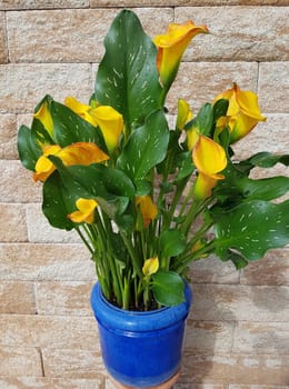 Zantedeschia, aethiopica, Zimmercalla, Calla