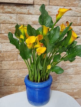 Zantedeschia, aethiopica, Zimmercalla, Calla