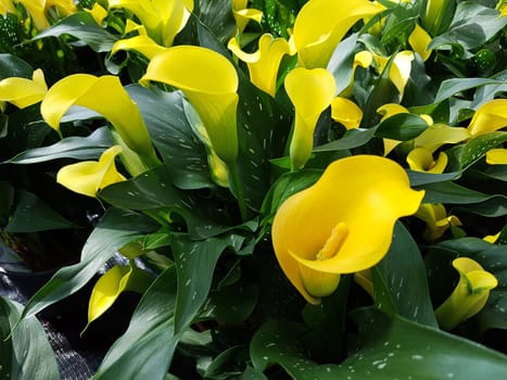 Zantedeschia, gelbe, Blueten