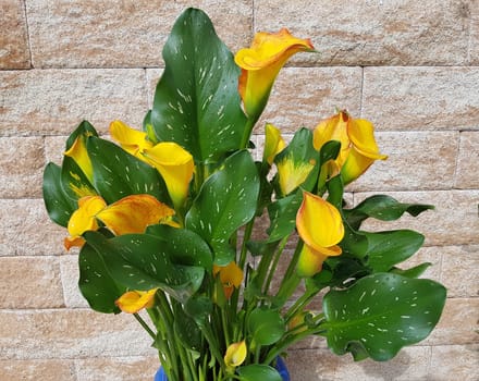 Zantedeschia, aethiopica, Zimmercalla, Calla