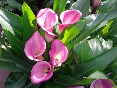 Zantedeschia, rosa, Blueten