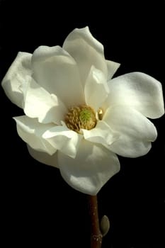 Yulan-Magnolie