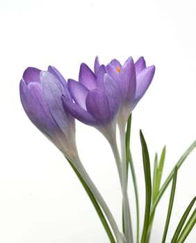 Krokus, Crocus tommasinianus, Schnee