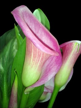 Zantedeschia, rosa, Blueten