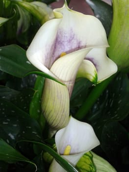 Zantedeschia, rosa, Blueten