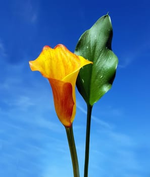 Zantedeschia, aethiopica, Zimmercalla, Calla