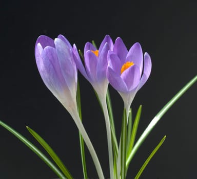 Krokus, Crocus tommasinianus, Schnee