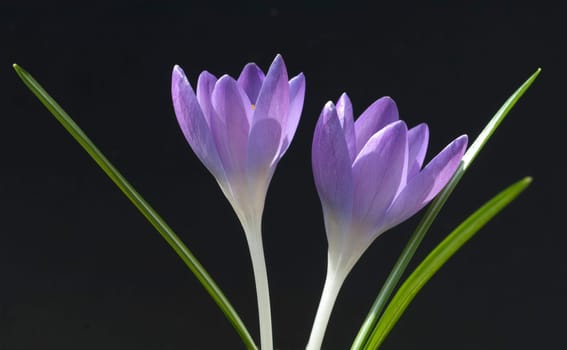 Krokus, Crocus tommasinianus