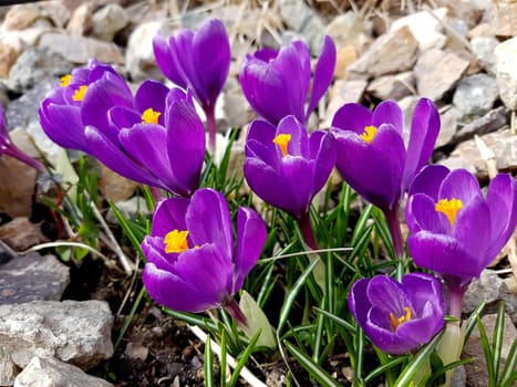 Krokus, Gartenkrokus