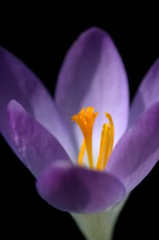 Krokus, Crocus tommasinianus