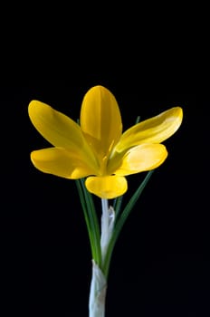 Krokus  Crocus tommasinianus
