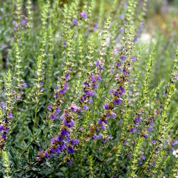 Ysop, Hyssopus officinalis