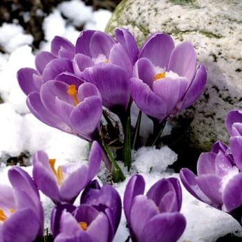 Gartenkrokus, Krokus, Crocus, Vernus
