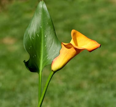 Zantedeschia, aethiopica, Calla, Zimmercalla