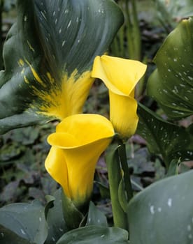 Zantedeschia, aethiopica