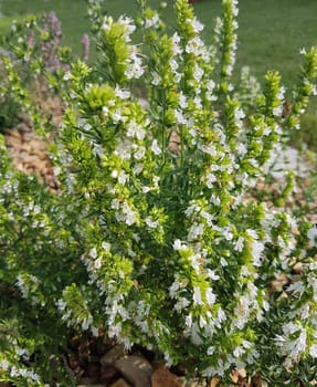Ysop, weiss, Hyssopus officinalis, Alba, Heilpflanze
