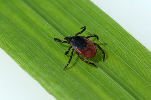 Zecke  Holzbock  Ixodes  ricinus