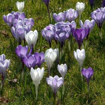 Blumenwiese, Krokusse