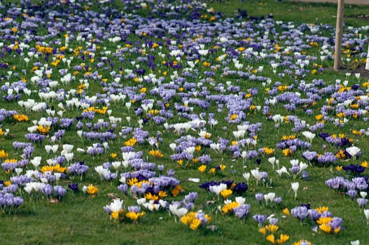 Blumenwiese, Krokusse