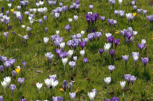 Blumenwiese, Krokusse