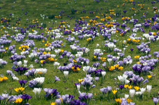 Blumenwiese, Krokusse