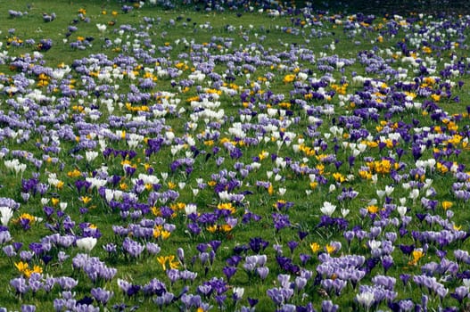 Blumenwiese, Krokusse