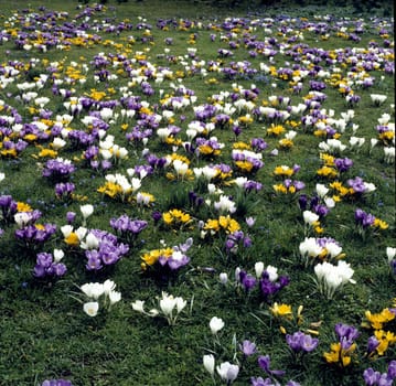Gartenkrokus, Krokus, Crocus, Vernus