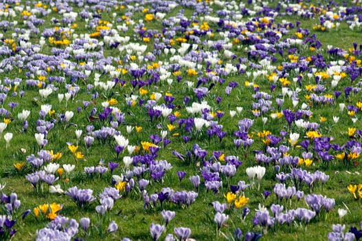 Blumenwiese, Krokusse