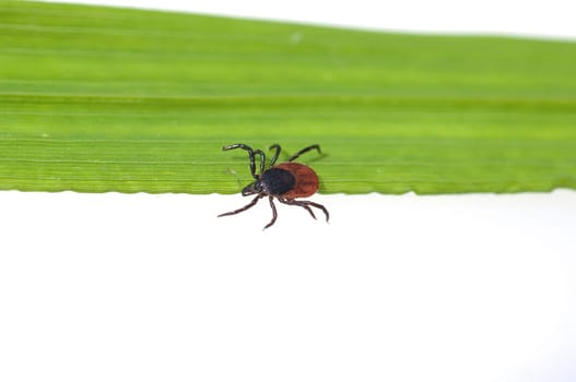Zecke  Holzbock  Ixodes  ricinus