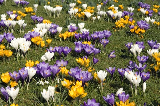 Gartenkrokus, Krokus, Crocus, Vernus