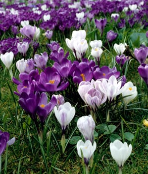 Krokuswiese, Crocus vernus, Zwiebelgewächs, Frühjahrsblume, Blume, Gartenpflanze, Frühjahr, Wiese.