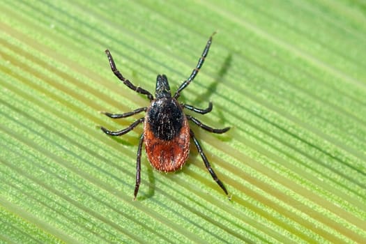 Zecke  Holzbock  Ixodes  ricinus